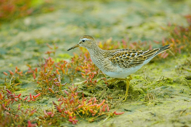 pectoral sandpiper, sandpiper-2.jpg - PECTORAL SANDPIPER, AMONGST THE GLASSWORT - PAGHAM EAST, WEST SUSSEX - 8.10.07